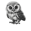 Wise Owl